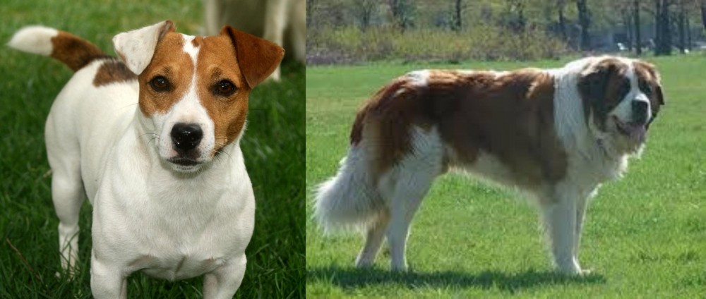 Moscow Watchdog vs Irish Jack Russell - Breed Comparison