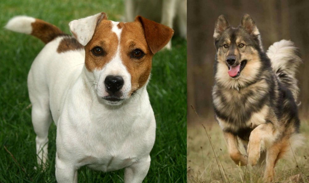 Native American Indian Dog vs Irish Jack Russell - Breed Comparison