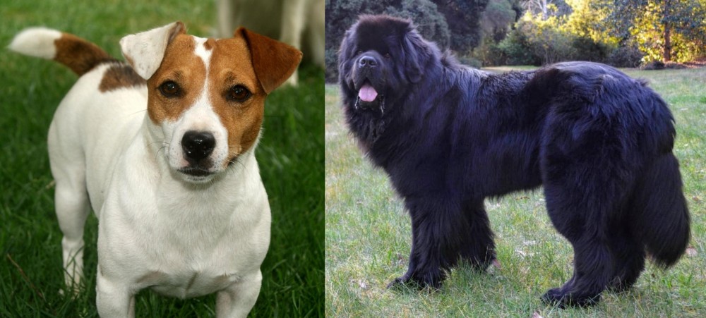 Newfoundland Dog vs Irish Jack Russell - Breed Comparison