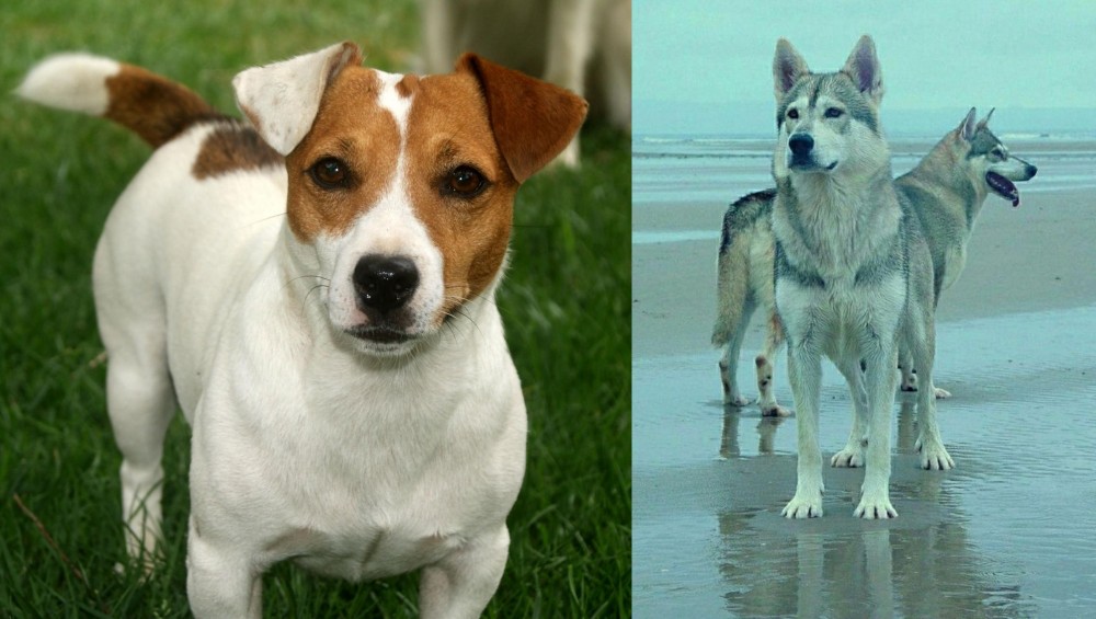 Northern Inuit Dog vs Irish Jack Russell - Breed Comparison