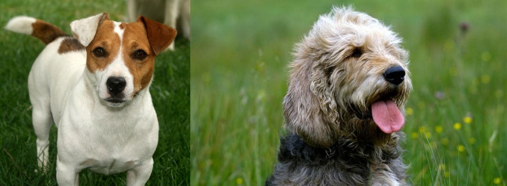 Otterhound vs Irish Jack Russell - Breed Comparison
