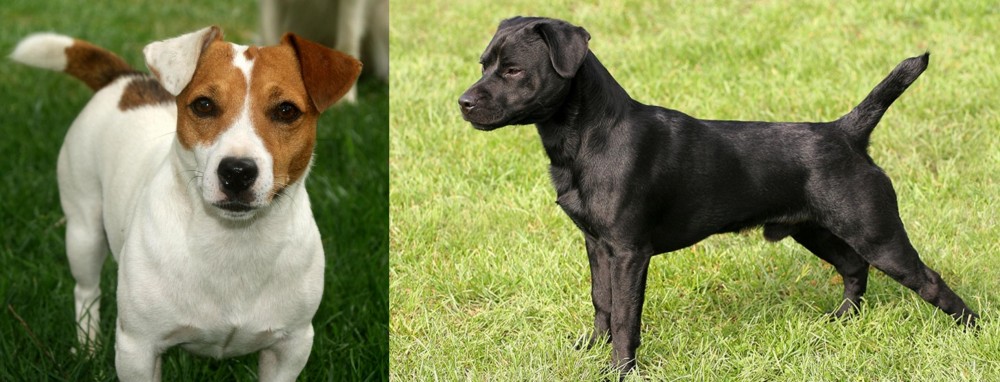 Patterdale Terrier vs Irish Jack Russell - Breed Comparison