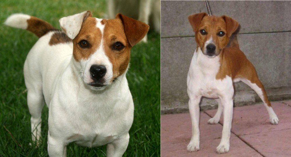 Plummer Terrier vs Irish Jack Russell - Breed Comparison