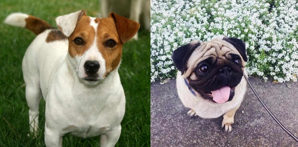 Pug vs Irish Jack Russell - Breed Comparison