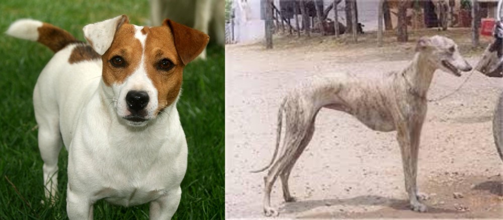 Rampur Greyhound vs Irish Jack Russell - Breed Comparison
