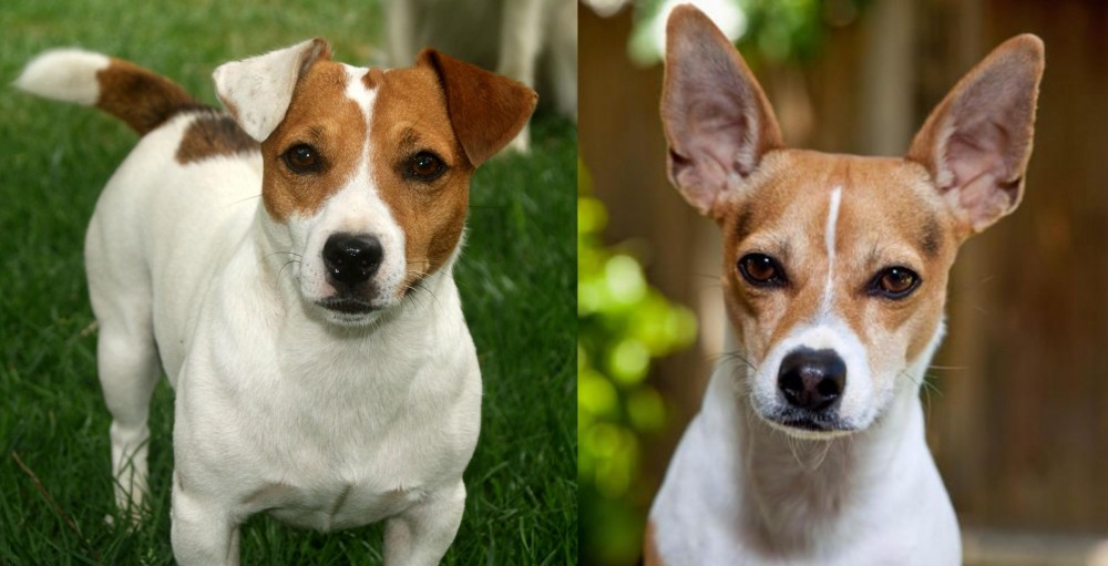 Rat Terrier vs Irish Jack Russell - Breed Comparison