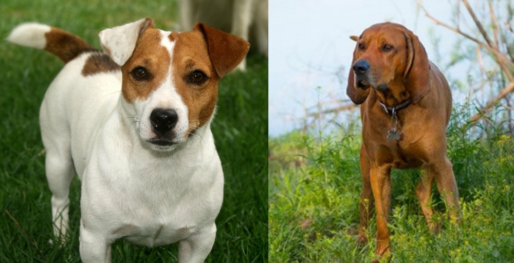 Redbone Coonhound vs Irish Jack Russell - Breed Comparison