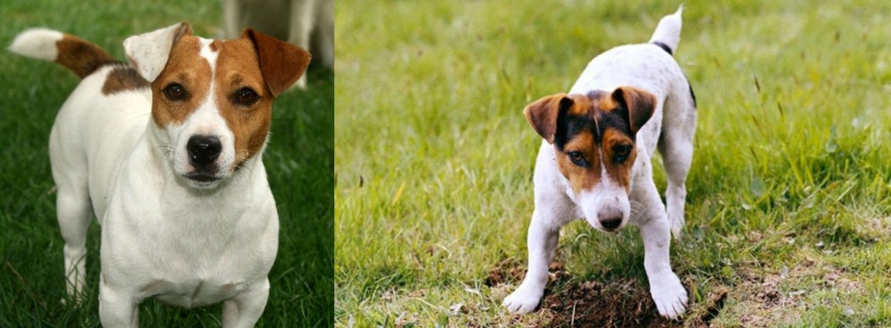 Russell Terrier vs Irish Jack Russell - Breed Comparison