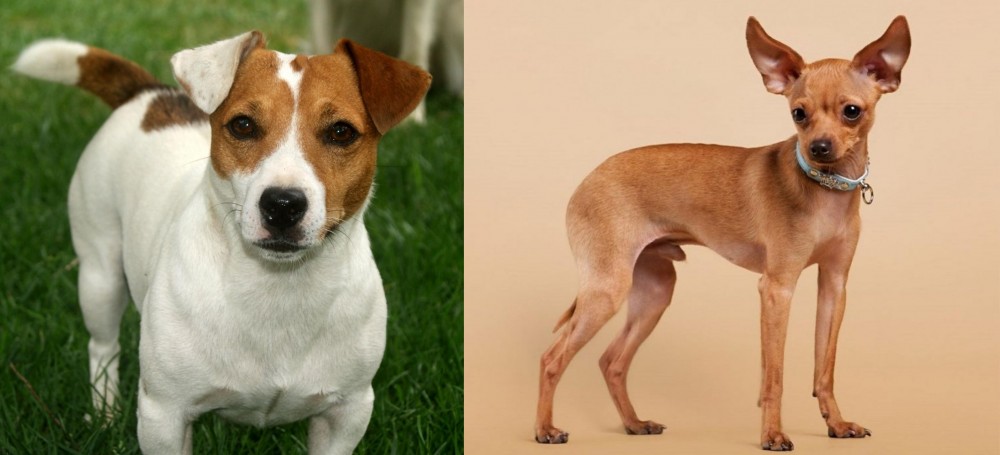 Russian Toy Terrier vs Irish Jack Russell - Breed Comparison