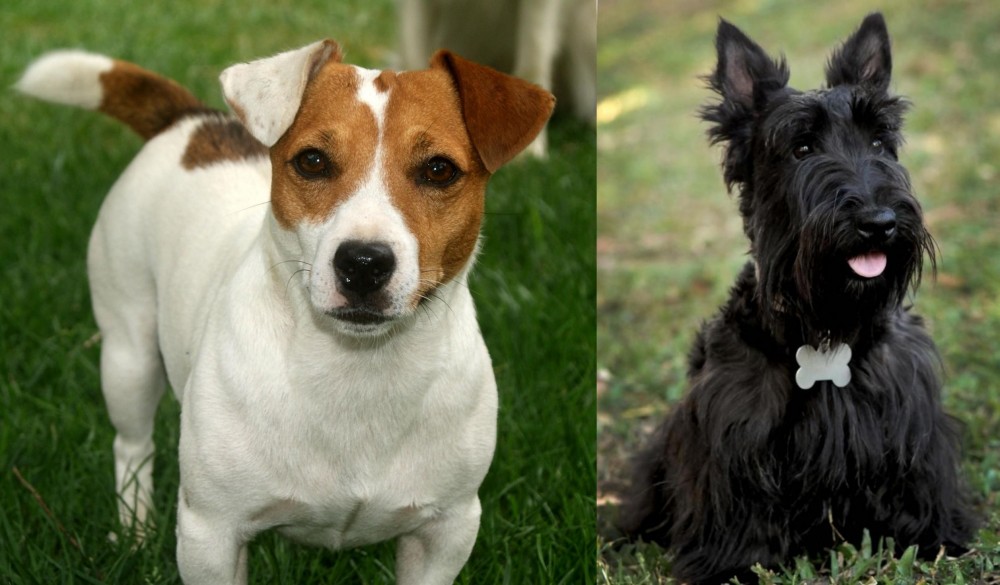 Scoland Terrier vs Irish Jack Russell - Breed Comparison