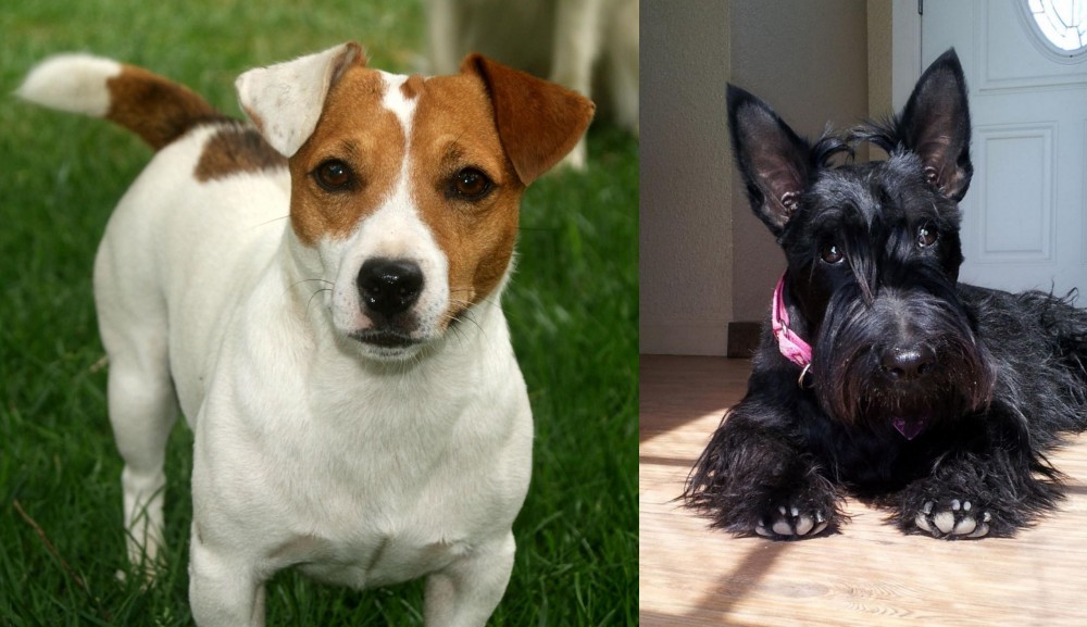 Scottish Terrier vs Irish Jack Russell - Breed Comparison