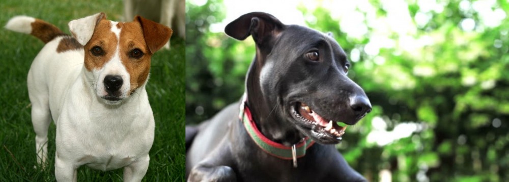 Shepard Labrador vs Irish Jack Russell - Breed Comparison