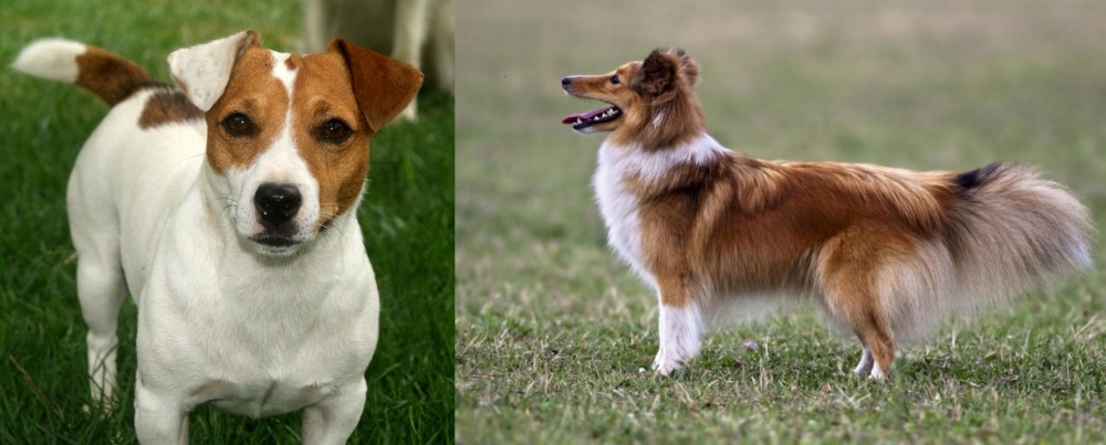 Shetland Sheepdog vs Irish Jack Russell - Breed Comparison