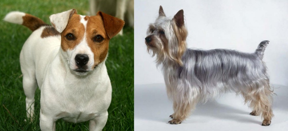 Silky Terrier vs Irish Jack Russell - Breed Comparison