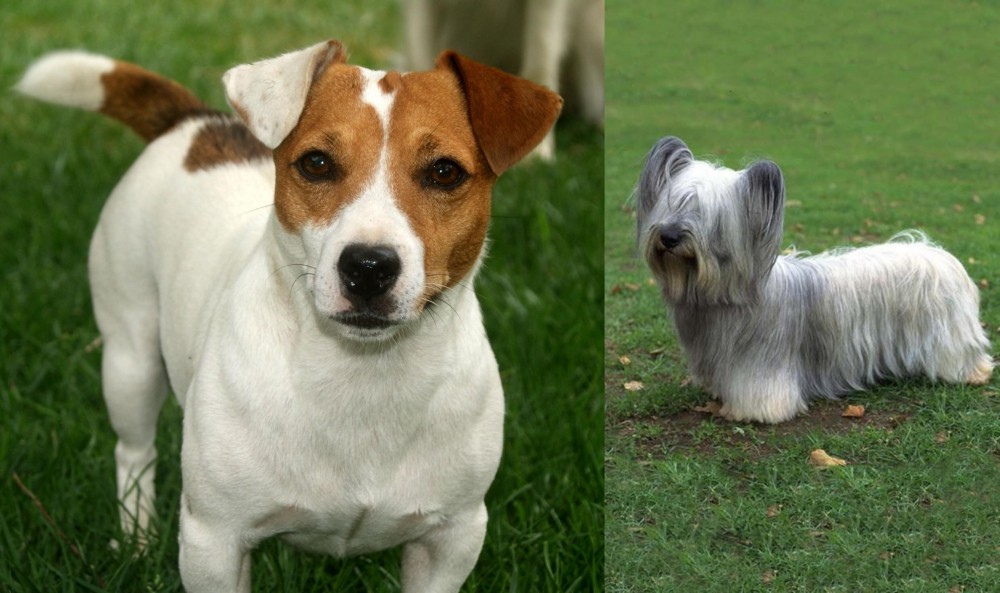Skye Terrier vs Irish Jack Russell - Breed Comparison