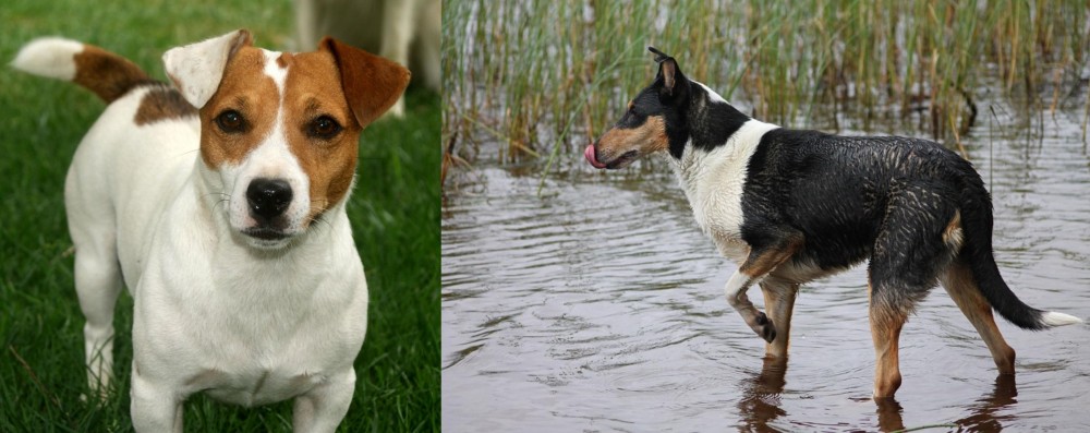 Smooth Collie vs Irish Jack Russell - Breed Comparison