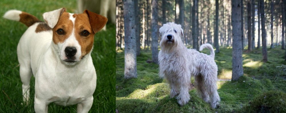 Soft-Coated Wheaten Terrier vs Irish Jack Russell - Breed Comparison