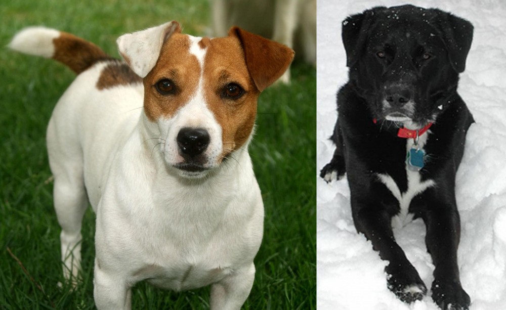 St. John's Water Dog vs Irish Jack Russell - Breed Comparison