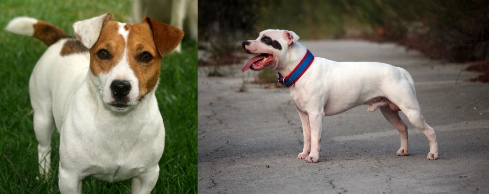 Staffordshire Bull Terrier vs Irish Jack Russell - Breed Comparison