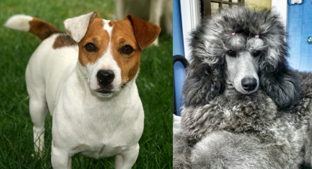 Standard Poodle vs Irish Jack Russell - Breed Comparison