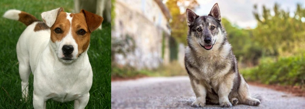Swedish Vallhund vs Irish Jack Russell - Breed Comparison