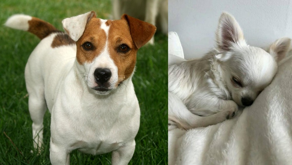 Tea Cup Chihuahua vs Irish Jack Russell - Breed Comparison