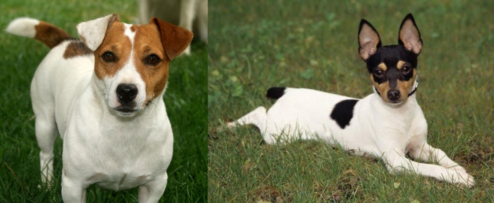 Toy Fox Terrier vs Irish Jack Russell - Breed Comparison