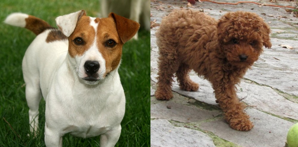 Toy Poodle vs Irish Jack Russell - Breed Comparison
