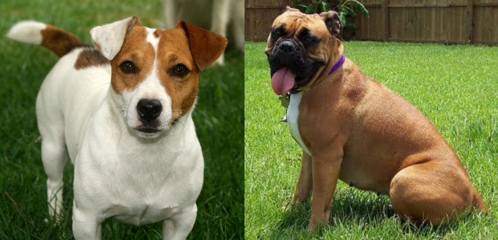 Valley Bulldog vs Irish Jack Russell - Breed Comparison