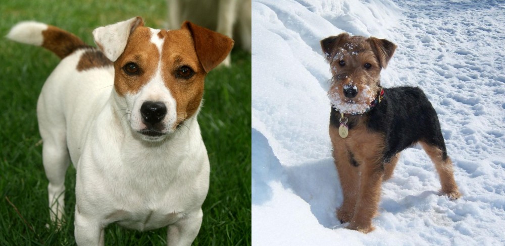 Welsh Terrier vs Irish Jack Russell - Breed Comparison