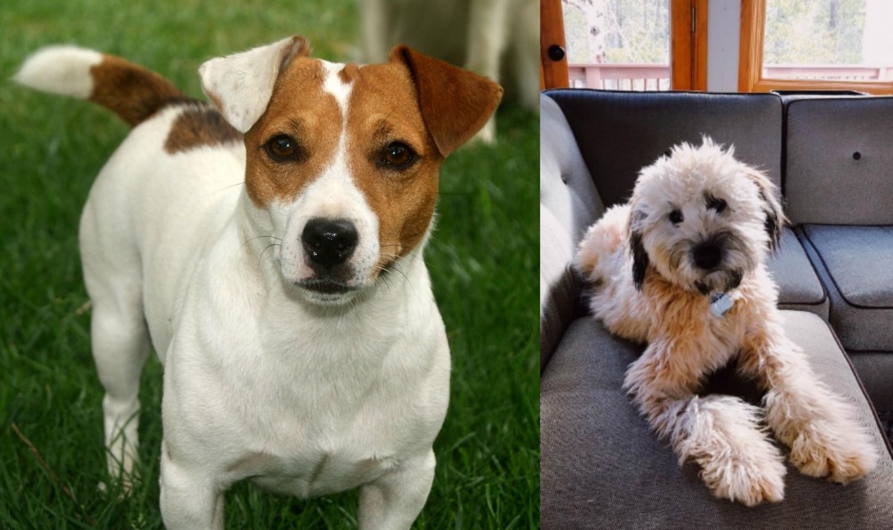 Whoodles vs Irish Jack Russell - Breed Comparison