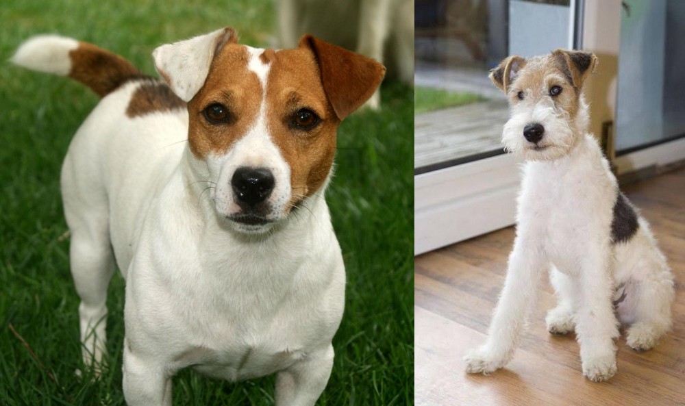 Wire Fox Terrier vs Irish Jack Russell - Breed Comparison