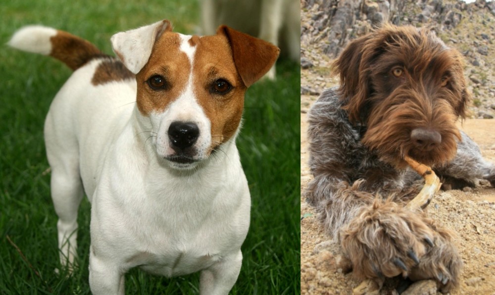 Wirehaired Pointing Griffon vs Irish Jack Russell - Breed Comparison