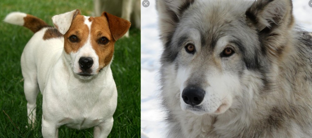 Wolfdog vs Irish Jack Russell - Breed Comparison
