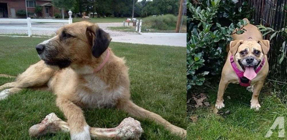 Beabull vs Irish Mastiff Hound - Breed Comparison