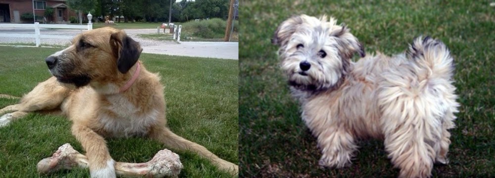 Havapoo vs Irish Mastiff Hound - Breed Comparison