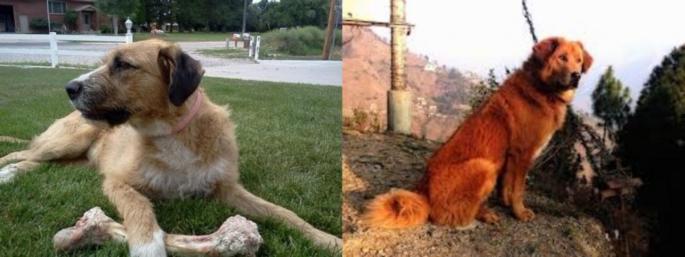 Himalayan Sheepdog vs Irish Mastiff Hound - Breed Comparison