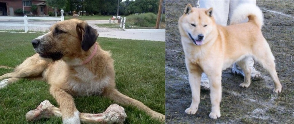 Hokkaido vs Irish Mastiff Hound - Breed Comparison
