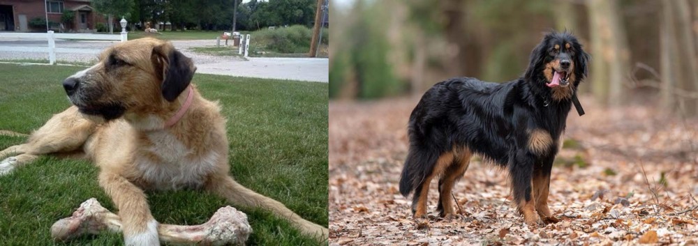 Hovawart vs Irish Mastiff Hound - Breed Comparison