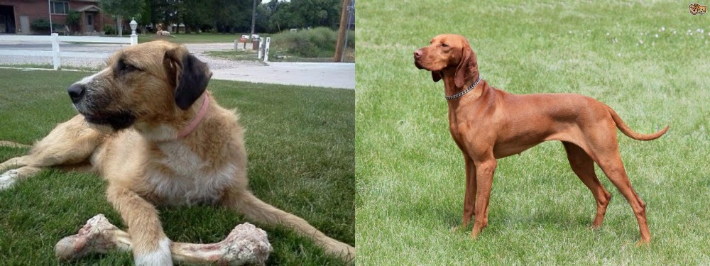 Hungarian Vizsla vs Irish Mastiff Hound - Breed Comparison