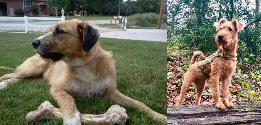Irish Terrier vs Irish Mastiff Hound - Breed Comparison
