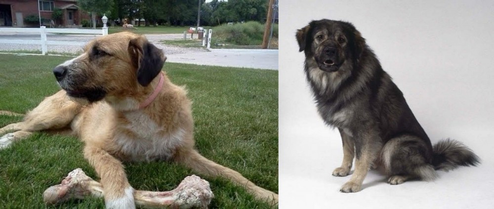 Istrian Sheepdog vs Irish Mastiff Hound - Breed Comparison