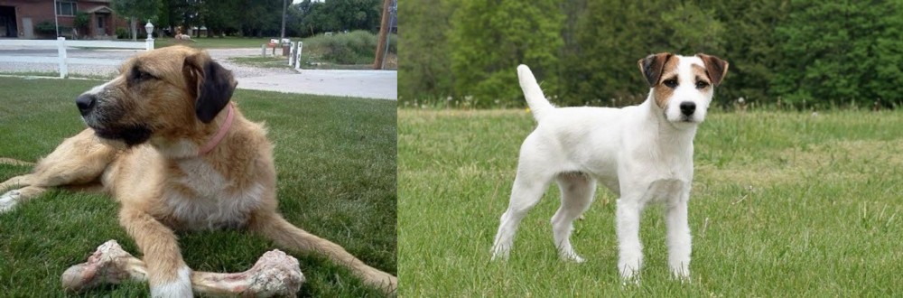 Jack Russell Terrier vs Irish Mastiff Hound - Breed Comparison