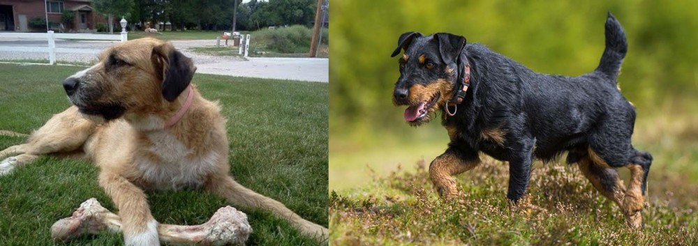 Jagdterrier vs Irish Mastiff Hound - Breed Comparison