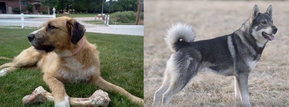 Jamthund vs Irish Mastiff Hound - Breed Comparison
