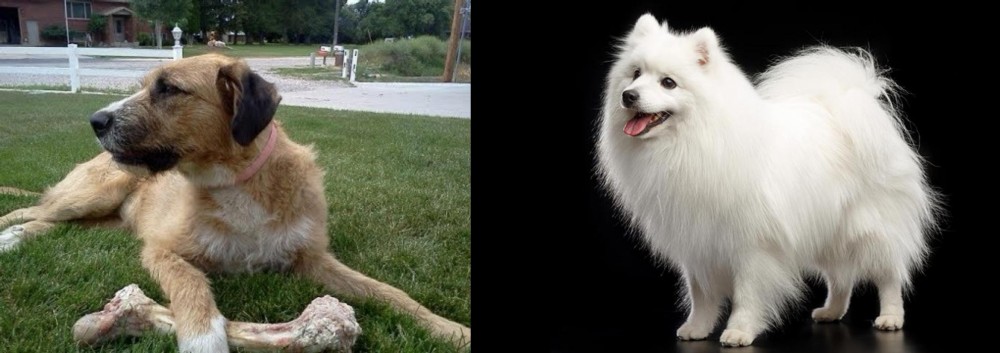 Japanese Spitz vs Irish Mastiff Hound - Breed Comparison