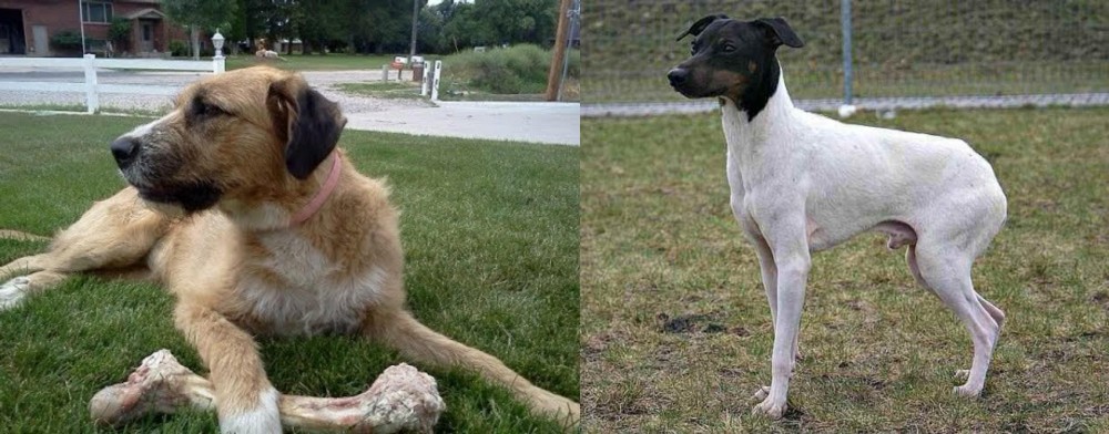 Japanese Terrier vs Irish Mastiff Hound - Breed Comparison