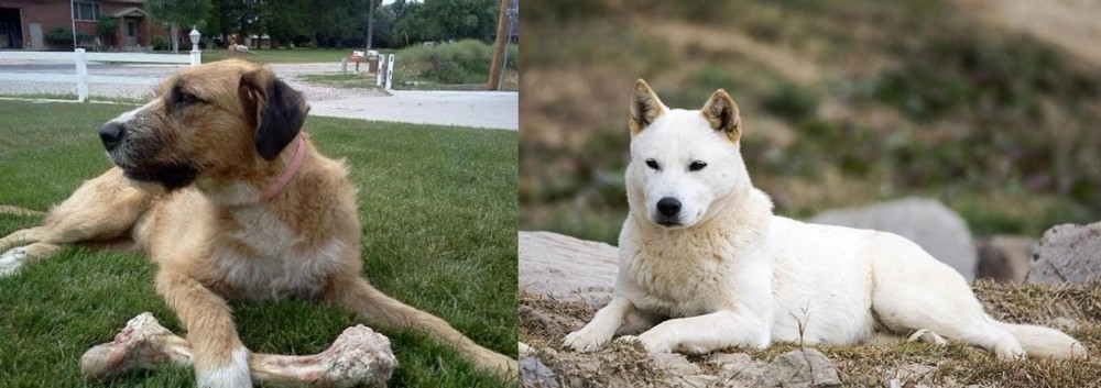 Jindo vs Irish Mastiff Hound - Breed Comparison