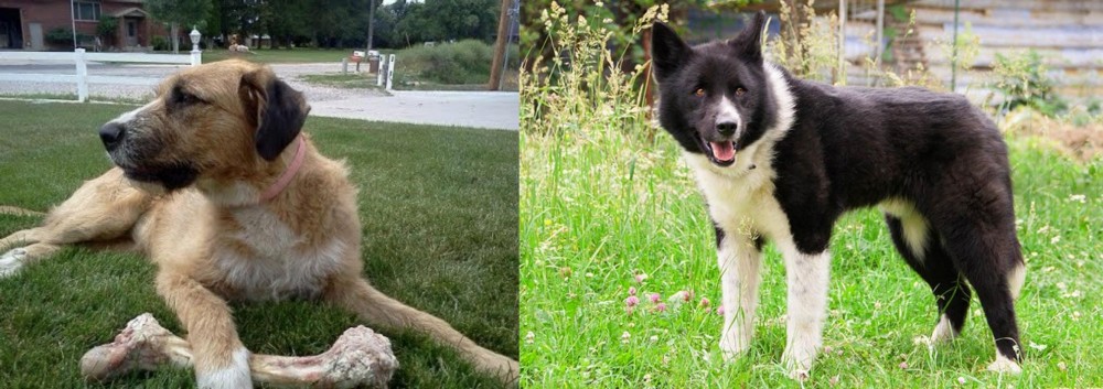 Karelian Bear Dog vs Irish Mastiff Hound - Breed Comparison