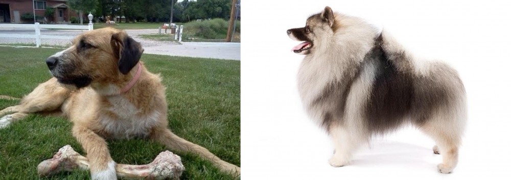 Keeshond vs Irish Mastiff Hound - Breed Comparison